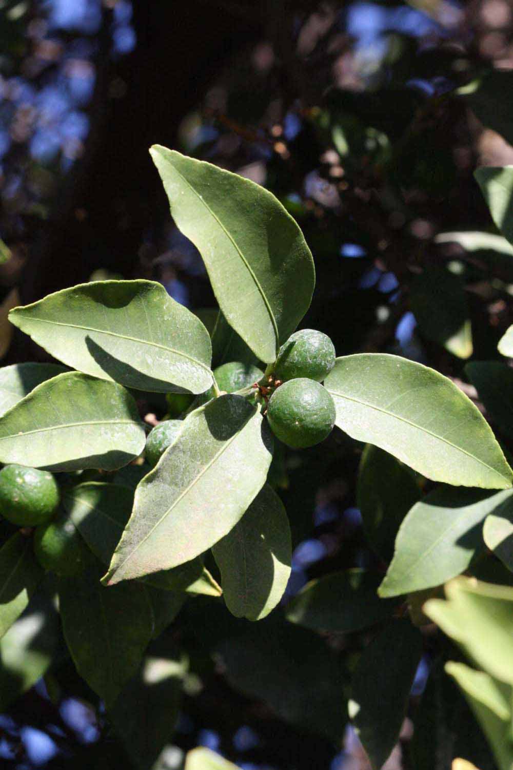              Sun leaves (Winter Haven, FL)       